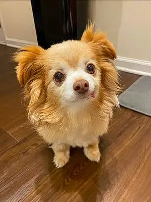 Name Chihuahua Dog Franklin