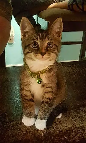 Name Cat Kiko