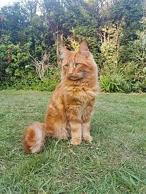 Siberian Cat Pumpkin