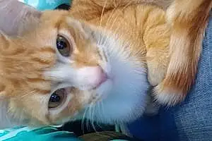 Name Egyptian Mau Cat Ginger