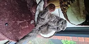 Name Scottish Fold Cat Bobbie