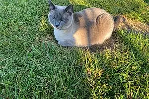 Name Siamese Cat Bagheera