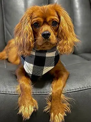 Cavalier King Charles Spaniel Dog Copper