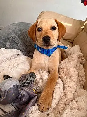 Name Labrador Retriever Dog Riley