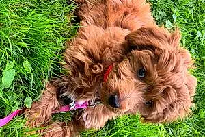 Name Goldendoodle Dog Ruby