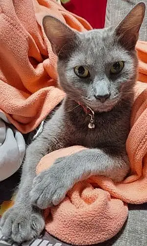 Name Russian Blue Cat Smokey