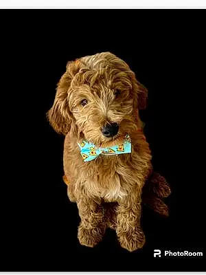 Name Goldendoodle Dog Benny