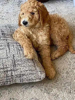 Name Goldendoodle Dog Ruby