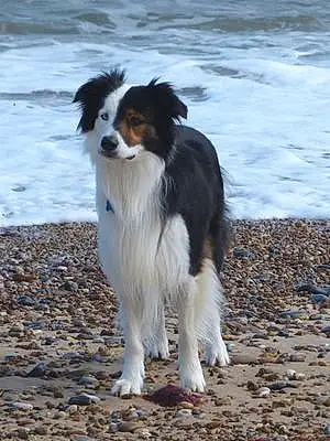 Beach Border Collie Dog Boo