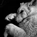 Dog, Carnivore, Companion dog, Terrestrial Animal, Dog breed, Snout, Whiskers, Black & White, Monochrome, Furry friends, Giant Dog Breed, Cloud, Livestock, Canidae, Darkness, Ancient Dog Breeds, Borzoi