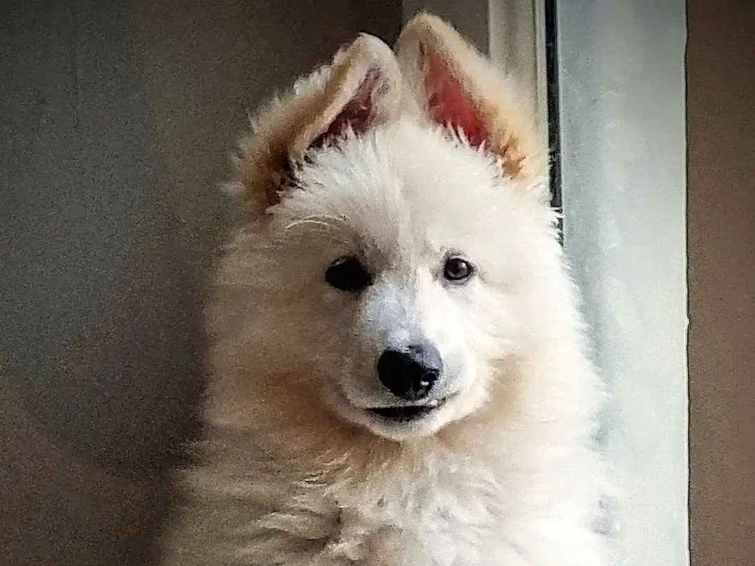 Head, Dog, Eyes, Dog breed, Carnivore, Jaw, Companion dog, Whiskers, Snout, Samoyed, Furry friends, Working Animal, Canidae, Japanese Spitz, Volpino Italiano, Non-sporting Group, Indian Spitz