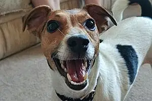 Name Jack Russell Dog Daisy