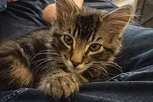Name Maine Coon Cat Fritz