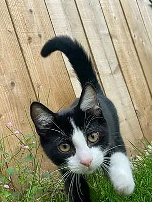 Name British Shorthair Cat Oreo