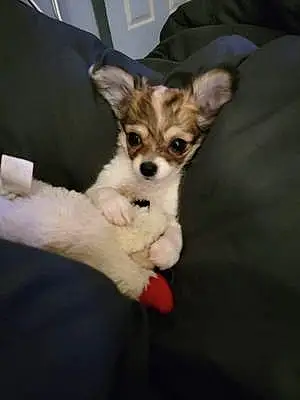 Name Chihuahua Dog Annie