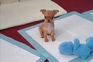 Name Chihuahua Dog Krypto
