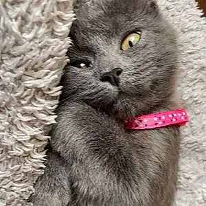Name British Shorthair Cat Amber