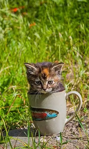 Name American Shorthair Cat Cece