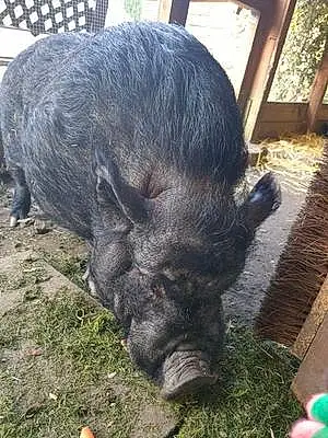 Name Pig Derek