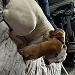 Dog, Comfort, Carnivore, Dog breed, Fawn, Companion dog, Working Animal, Snout, Human Leg, Knee, Thigh, Toy Dog, Chest, Elbow, Abdomen, Canidae, Linens, Wrinkle