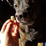 Dog, Carnivore, Dog breed, Gesture, Ear, Working Animal, Snout, Companion dog, Whiskers, Furry friends, Canidae, Paw, Nail, Guard Dog, Puppy, Working Dog, Hunting Dog, Thumb