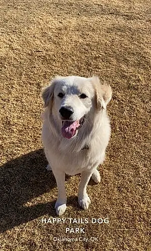 Great Pyrenees Dog Clyde