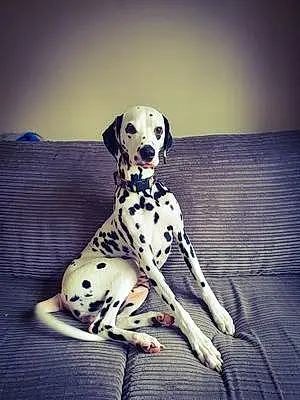 Name Dalmatian Dog Dorothy
