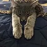 Cat, Felidae, Textile, Comfort, Sleeve, Small To Medium-sized Cats, Carnivore, Gesture, Whiskers, Grey, Tail, Fur Clothing, Furry friends, Domestic Short-haired Cat, Electric Blue, Claw, Wood, Paw, Wool, Human Leg