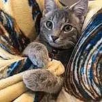 Felidae, Textile, Whiskers, Primate, Grey, Carnivore, Small To Medium-sized Cats, Fawn, Cat, Snout, Wool, Comfort, Close-up, Terrestrial Animal, Furry friends, Electric Blue, Tail, Art, Thread