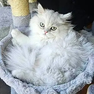 Persian Cat Romeo