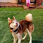 Dog, Dog breed, Carnivore, Chair, Grass, Plant, Companion dog, Tail, Working Animal, Canidae, Working Dog, Yard, Door, Ancient Dog Breeds, Non-sporting Group