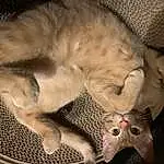 Cat, Felidae, Carnivore, Comfort, Small To Medium-sized Cats, Ear, Whiskers, Fawn, Fang, Snout, Tail, Furry friends, Paw, Domestic Short-haired Cat, Claw, Cat Bed, Nap, Canidae, Sleep, Couch