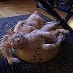 Cat, Felidae, Comfort, Carnivore, Small To Medium-sized Cats, Whiskers, Fawn, Tail, Snout, Wood, Companion dog, Paw, Domestic Short-haired Cat, Dog breed, Ingredient, Furry friends, Canidae, Chair