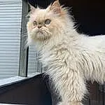 Cat, Felidae, Carnivore, Dog breed, Small To Medium-sized Cats, Whiskers, Window, Fawn, Companion dog, Snout, Tail, Paw, Claw, Canidae, Furry friends, British Longhair, Terrestrial Animal, Service, Animal Shelter