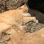 Cat, Felidae, Carnivore, Small To Medium-sized Cats, Comfort, Whiskers, Ear, Fawn, Snout, Selkirk Rex, Tail, Paw, Furry friends, Claw, Domestic Short-haired Cat, Nap, Sleep, Cat Bed, Terrestrial Animal