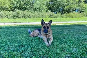 Name German Shepherd Dog Kylo