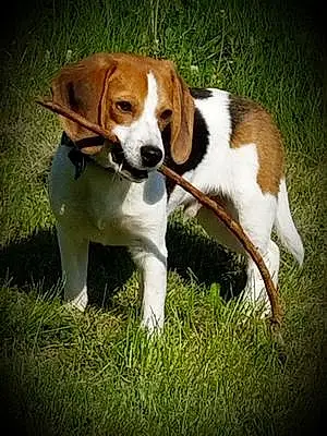 Name Beagle Dog Dawson