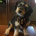 Dog, Dog breed, Carnivore, Companion dog, Snout, Terrier, Furry friends, Lakeland Terrier, Small Terrier, Working Animal, Canidae, Working Dog, Home Appliance, Water Dog, Puppy, Tail, Toy Dog, Giant Dog Breed