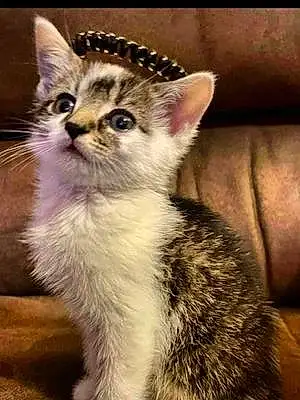 Name American Shorthair Cat Cheerio