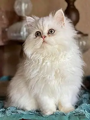 Name Persian Cat Elliot