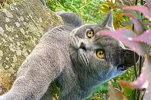 Name British Shorthair Cat Benny