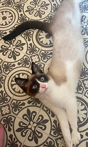 Persian Cat Hugo