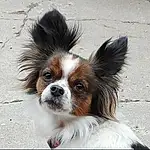 Dog, Dog breed, Carnivore, Papillon, Liver, Companion dog, Fawn, Whiskers, Toy Dog, Snout, Terrestrial Animal, Working Animal, Furry friends, Canidae, Road Surface, Dog Supply, Puppy, Non-sporting Group