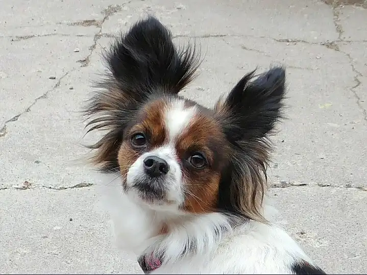 Dog, Dog breed, Carnivore, Papillon, Liver, Companion dog, Fawn, Whiskers, Toy Dog, Snout, Terrestrial Animal, Working Animal, Furry friends, Canidae, Road Surface, Dog Supply, Puppy, Non-sporting Group