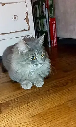 Name Maine Coon Cat Dutches