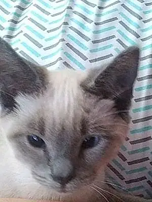 Name Siamese Cat Buster