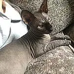 Cat, Donskoy, Felidae, Sphynx, Small To Medium-sized Cats, Peterbald, Carnivore, Whiskers, Snout, Ukrainian Levkoy, American Hairless Terrier, Cornish Rex, Fawn, Rex Cat