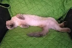 Name Siamese Cat Gator