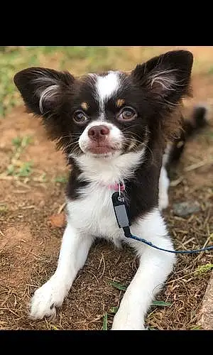 Name Chihuahua Dog Coconut