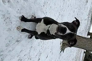 Winter Pitt Bull Terrier Dog Tank